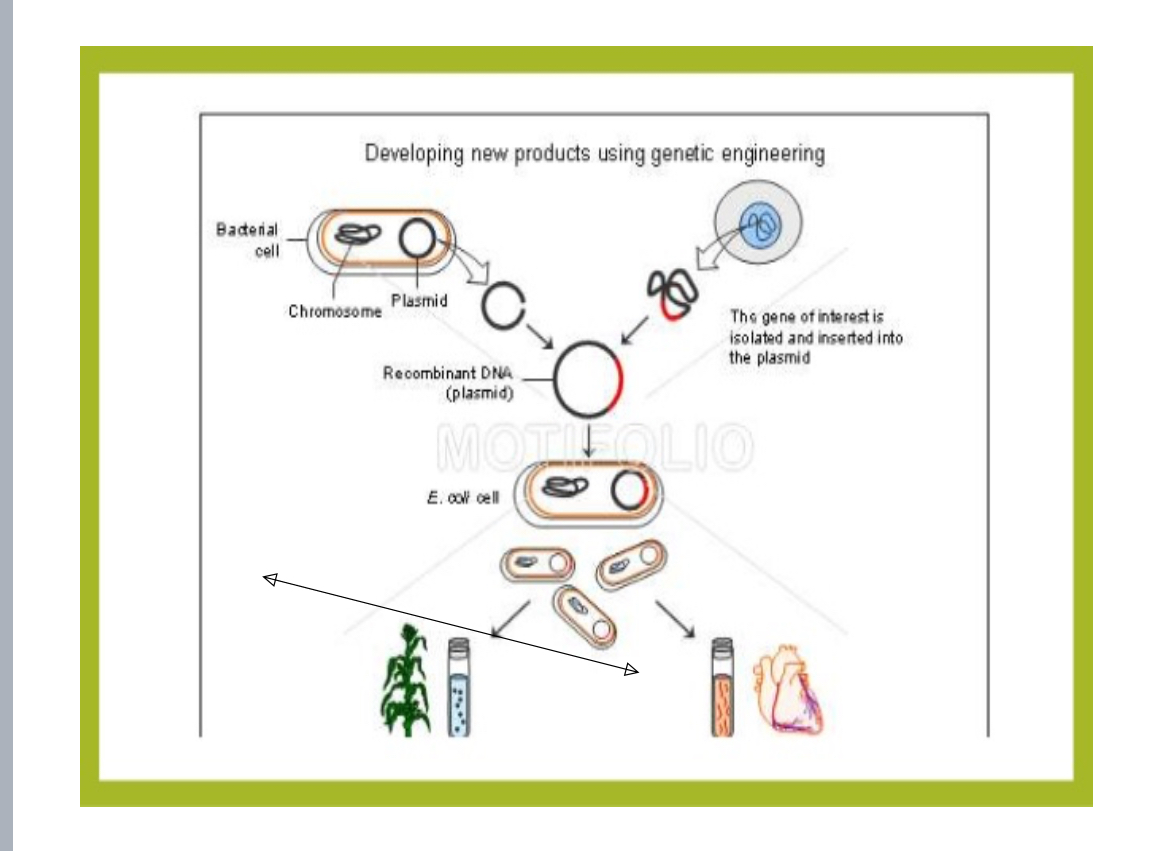 Genetic Engineering